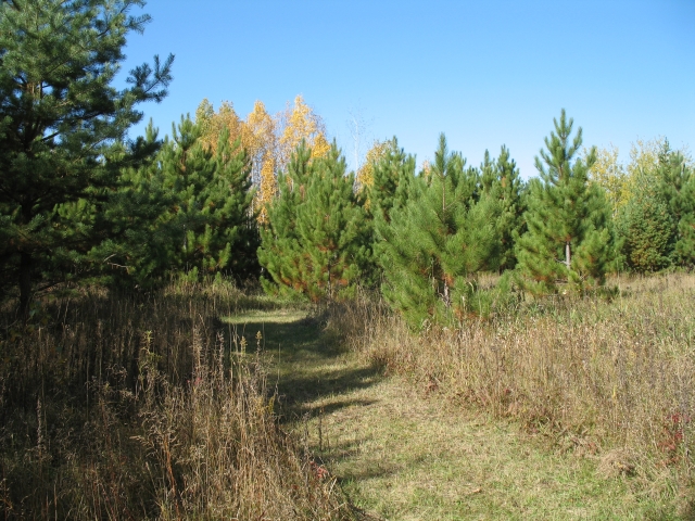 2008hikingtrail1.jpg